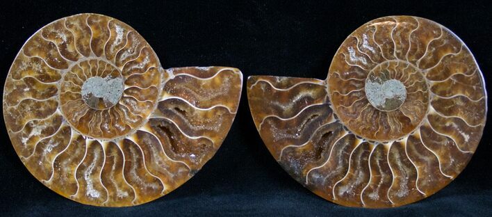 Cut and Polished Ammonite Pair #7324